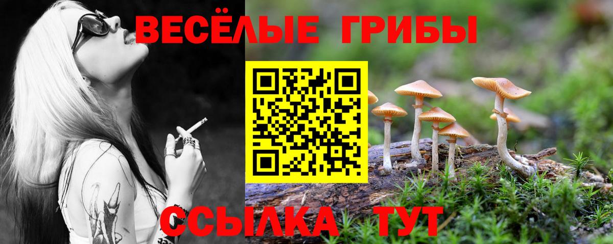 Галлюциногенные грибы Psilocybe Воронеж